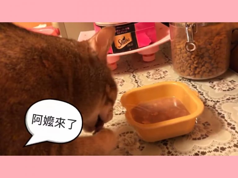 影／萌貓愛用手吃罐　聽到「阿嬤來了」立刻乖乖以口就碗！
