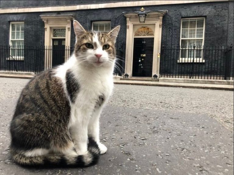 英國新任首相女友領養小萌犬　賴瑞第一貓地位遭威脅？
