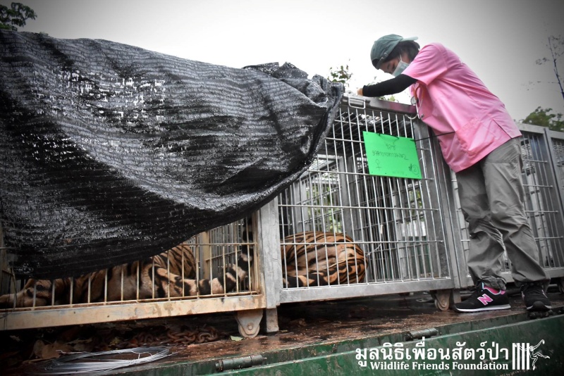 泰國寺廟147隻老虎被救出逾半數不幸身亡　當局：近親繁殖惹禍！ 
