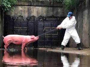 瑞典爆非洲豬瘟！感染源不明　違規攜豬肉入境重罰20萬
