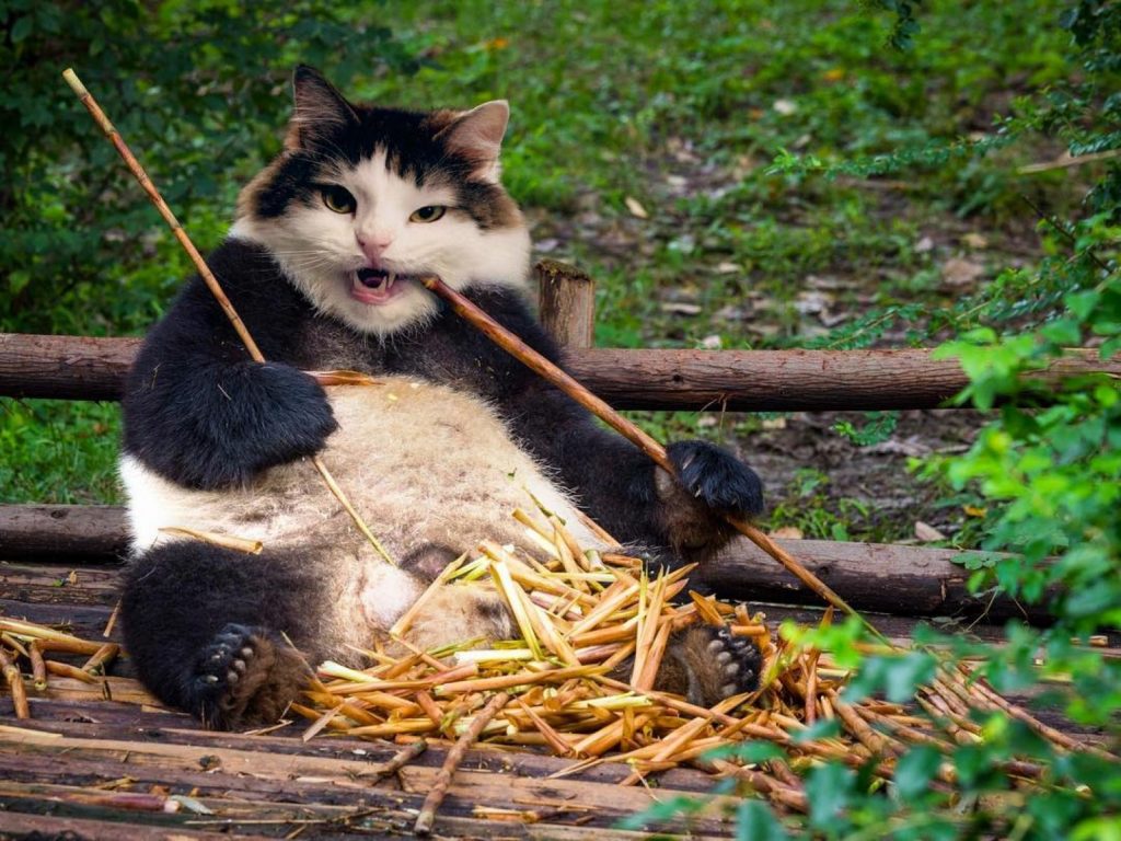 美國一位貓奴奧黛莉把自家貓咪PS到各種動物身上！（圖／IG@cakes1todough1）