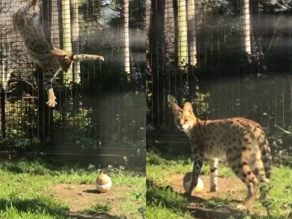 喔耶耶耶～是新玩具！新玩具！ (圖/Twitter@dBLpNiofxOVCFo4) 