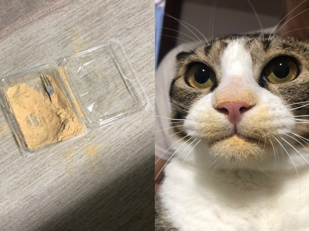 貪吃貓Kinako偷吃東西被主人抓包！（圖／twitter@silver_stage）