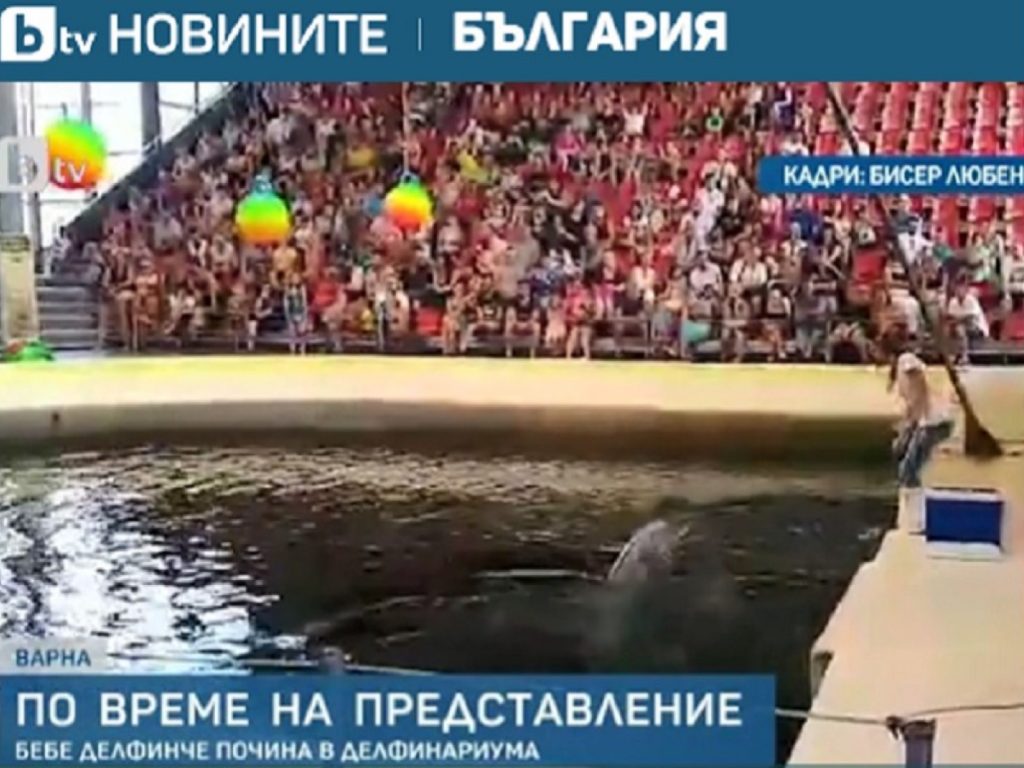 當地媒體報導則指出，小海豚的驗屍報告顯示，牠的器官一切正常，死因出現在大腦，因此懷疑小海豚可能是過勞而死。 (圖/BTV) 