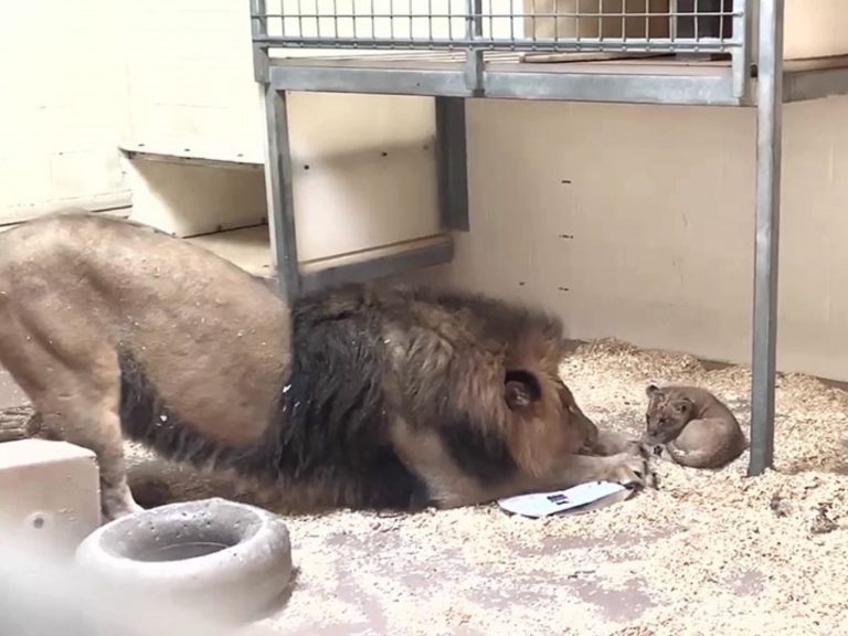 公獅托比亞趴著看兒子的畫面引起網友大讚超暖心！（圖／FB@Denver Zoo）