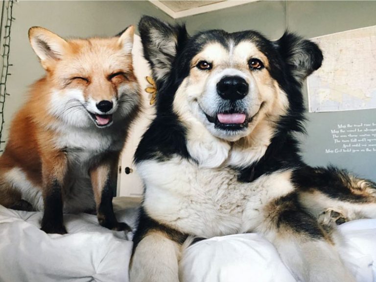 愛笑的狐狸Jumiper與狗狗穆斯成為跨種族的超級好朋友！（圖／IG@juniperfoxx）