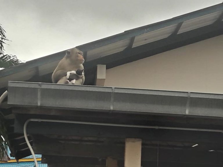 猴子不知從哪裡綁架了這隻小貓，還細心剝香蕉皮想餵牠吃。(圖/Facebook@Chan Dfc) 