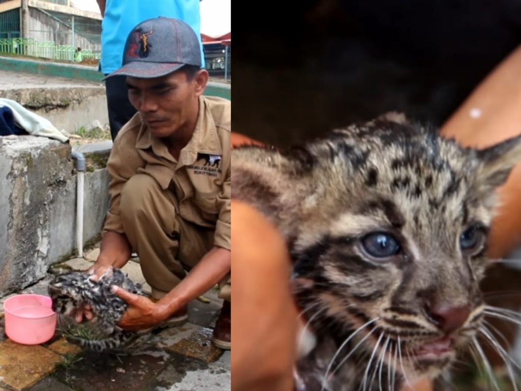 可愛的小小雲豹被抓去洗澎澎時，似乎不是很願意碰到水，一直想脫離飼育員的手掌心。(圖/DailyMail) 