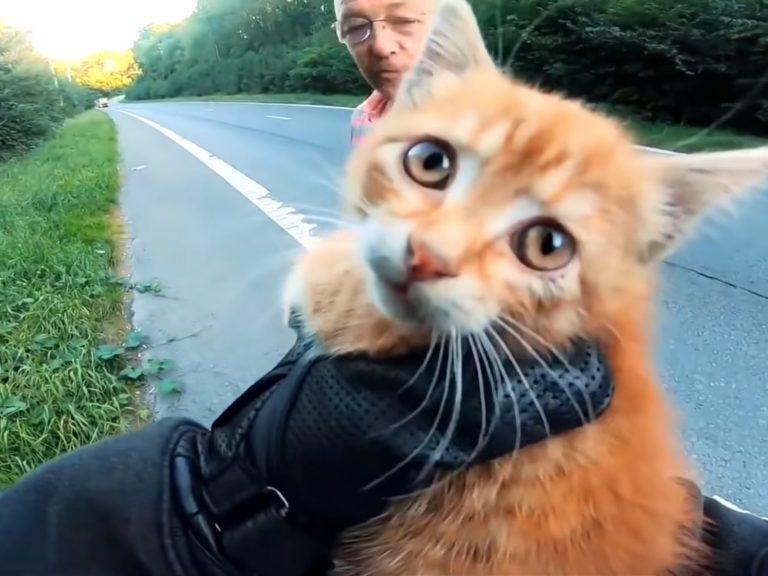他趕緊停下來並回頭攔住來車，一把將小貓抱起！ (圖/Youtube@ViralHog) 
