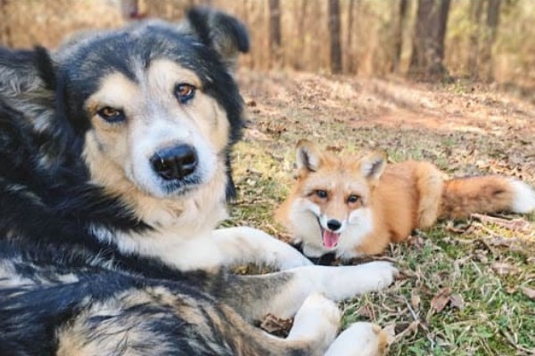 愛笑狐狸迷上狗狗同伴　認為自己也是汪星人！
