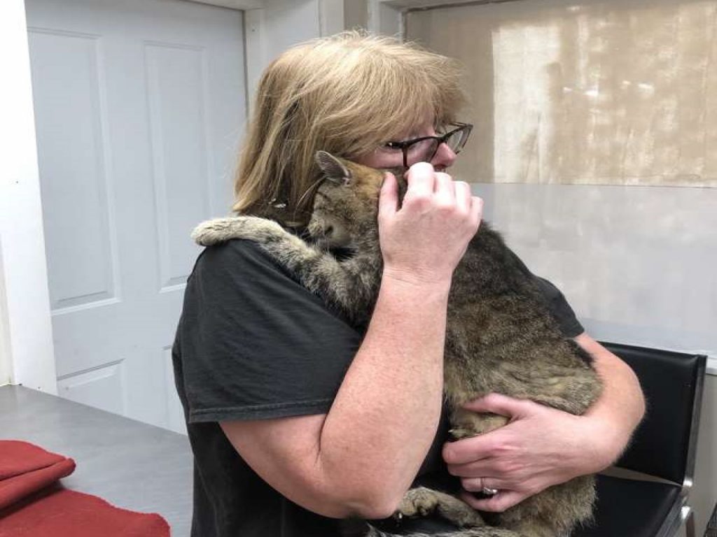 虎斑貓Tiger走失11年後，竟奇蹟似地又找回原本的家人！（圖／The Dodo）