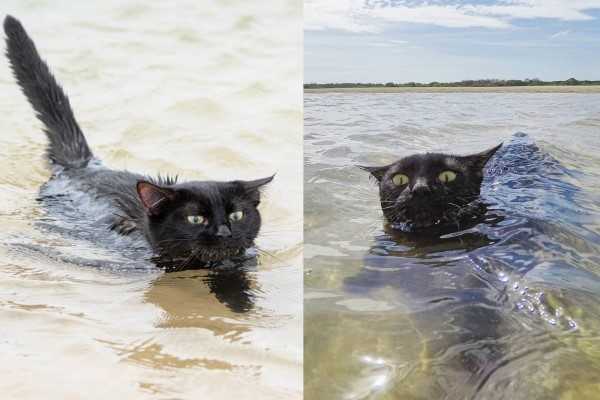 黑貓姊妹花大膽不怕水　最愛海邊游泳超另類！