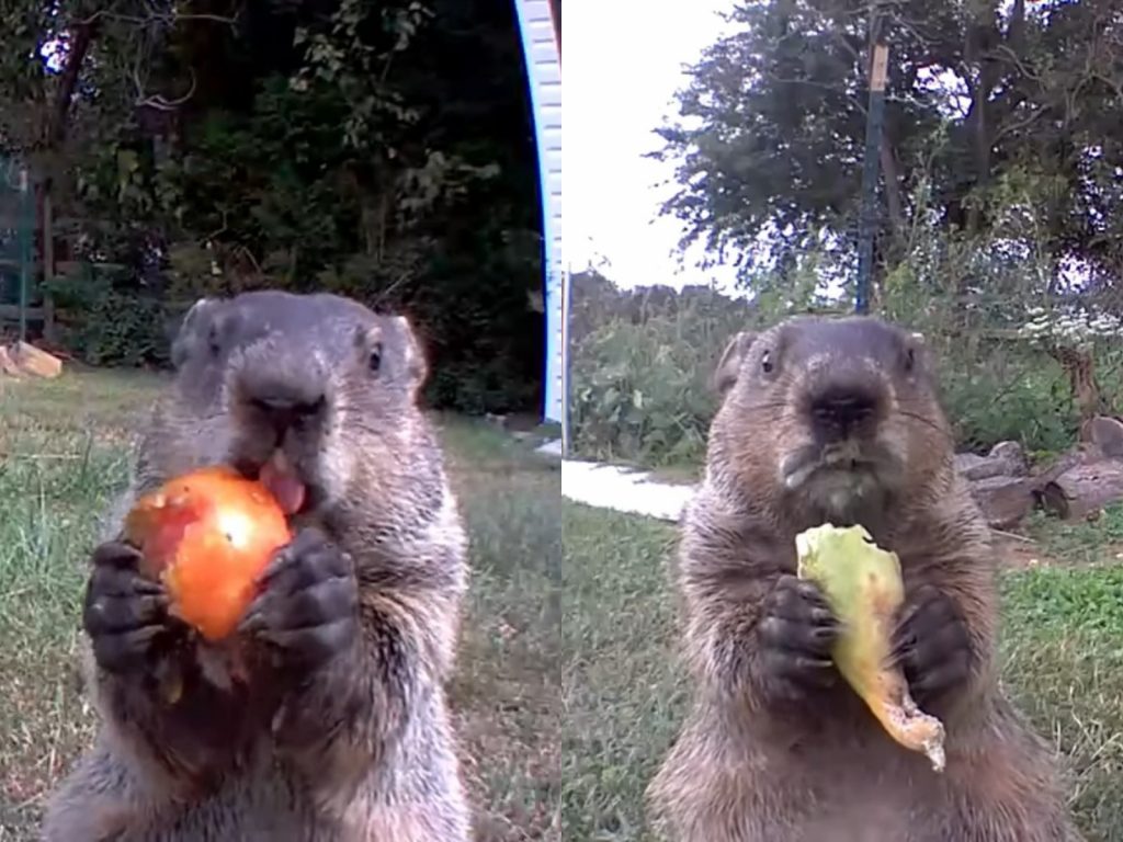 啊姆啊姆，這個真的好好吃喔～(圖/Youtube@Chunk The Groundhog) 