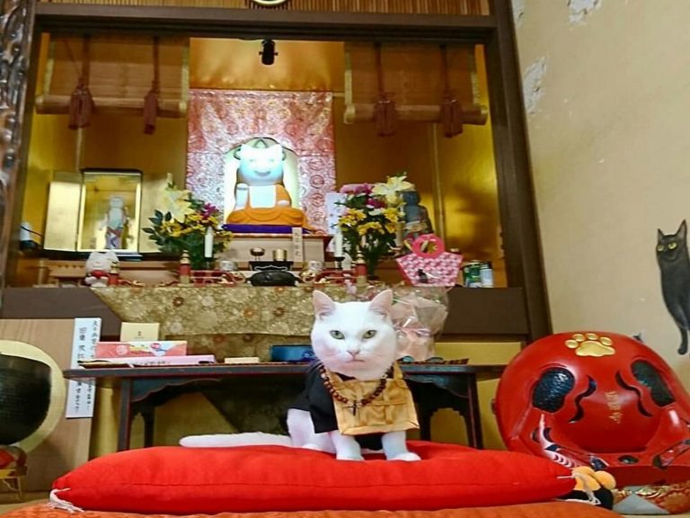 有貓咪神像與住持的「貓貓寺Nyan-nyan-ji」主題餐廳（圖／FB＠猫猫寺・Littlefootmark Ren）