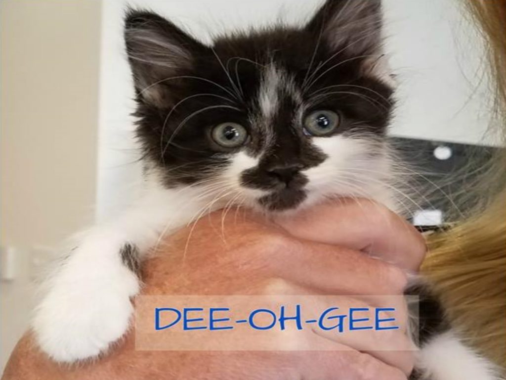 一隻名叫DOG的黑白貓成為服務犬協會重要的貓咪助理（圖／FB@Duo）