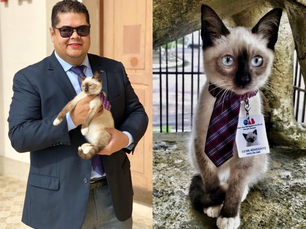 其中一名員工這麼說：「這裡是認真嚴肅的地方，沒有多餘的空間給貓咪，那麼就讓里昂成為正式員工吧！」里昂因此得到了上頭職稱寫著律師的員工證。(圖/IG@dr_leon_advogato) 