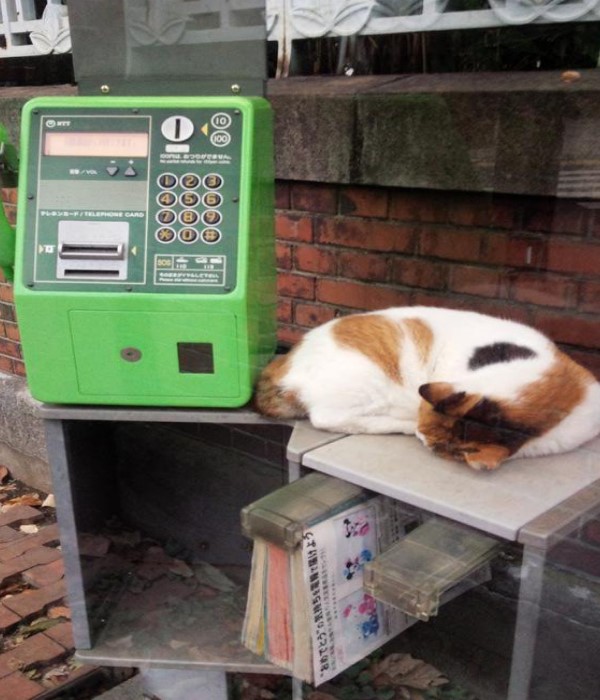 電話亭的另類用途　原來是貓咪蒐集的好地方啊！