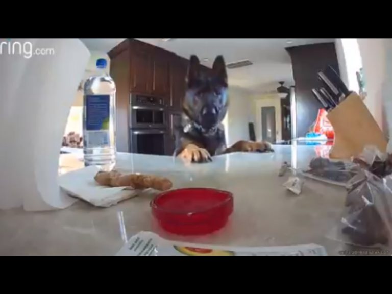 廚房食物不斷消失　爸設監視器發現兇手竟是最聽話的愛犬！
