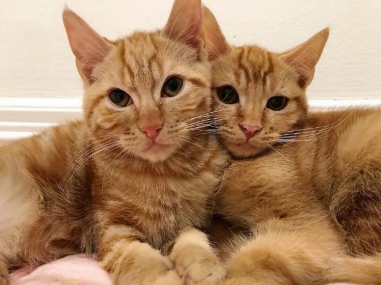 橘橘兄弟超有愛　曾被退養仍彼此相依幫忙顧小貓！

