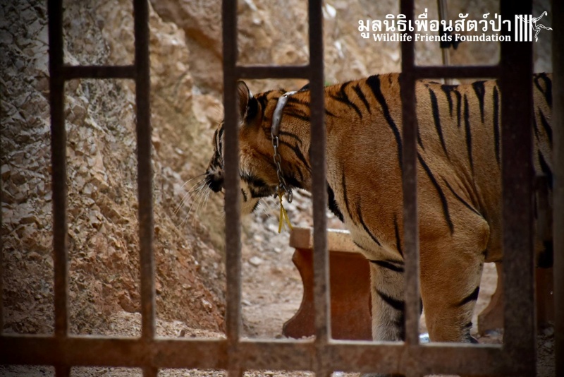 泰國寺廟147隻老虎被救出逾半數不幸身亡　當局：近親繁殖惹禍！