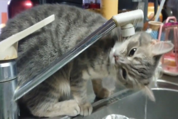 水咧？貓咪想喝水龍頭水　角度沒算好竟然直接變洗頭！