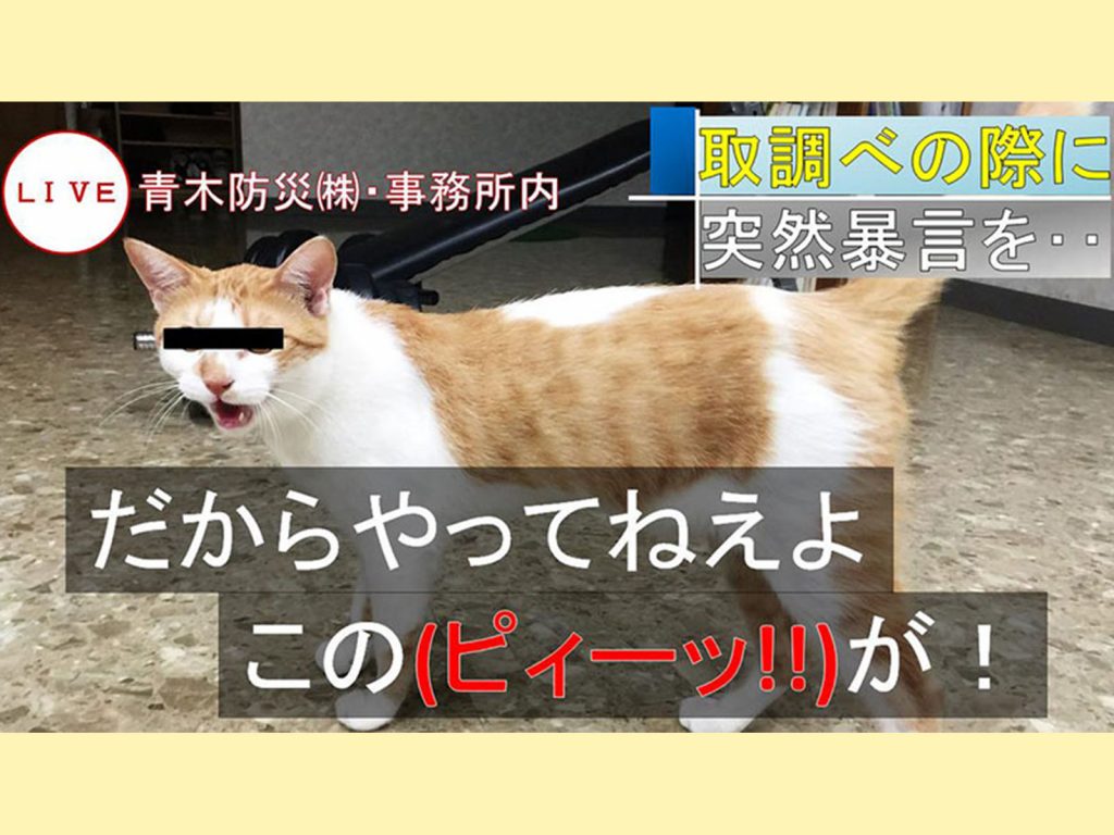 Tamaske完全否認指控，並且表示：「我不喜歡派出所，我在那裏有過非常痛苦的回憶，請不要帶我去那裏。」 (圖/Twitter@aokibosai) 