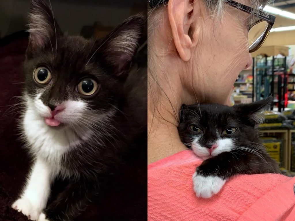 從今以後，尼就是朕的鏟屎官囉！ (圖/Sparkle Cat Rescue) 