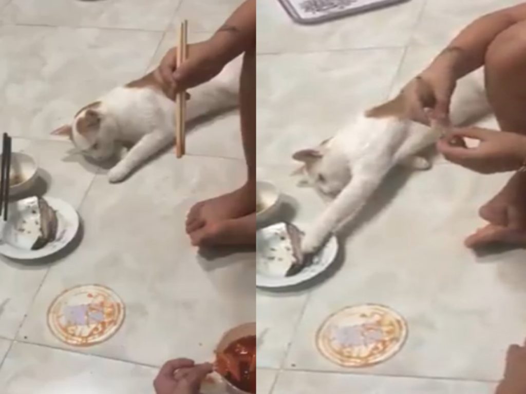 貓咪表示：演假睡這麼久很辛苦耶！（圖／翻攝自FB@Nick Nouman）