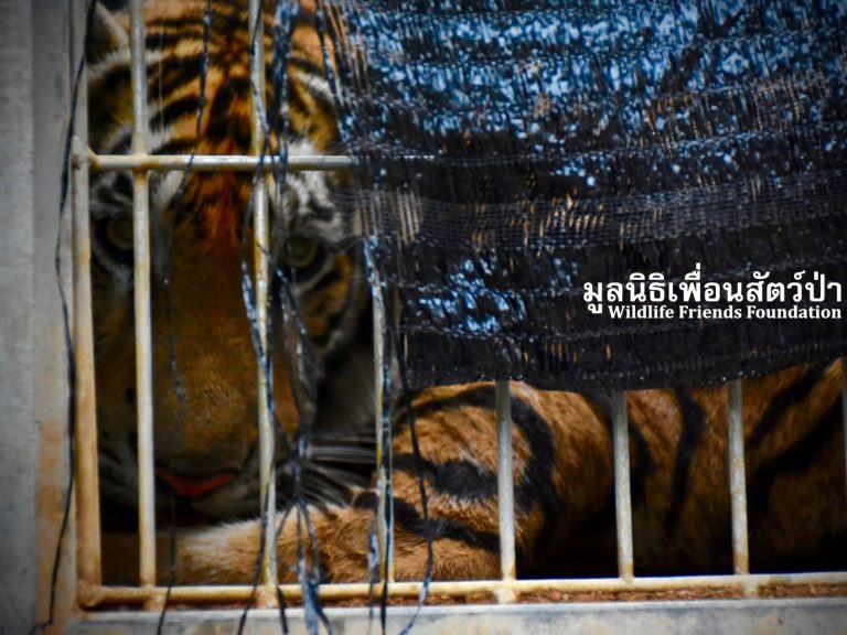 泰國寺廟147隻老虎被救出逾半數不幸身亡　當局：近親繁殖惹禍！
