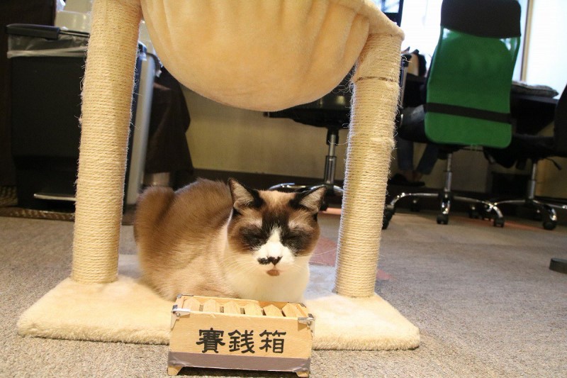 日本萌貓不限時陪客睡搞搞　「有貓的休息所」根本耍廢天堂！