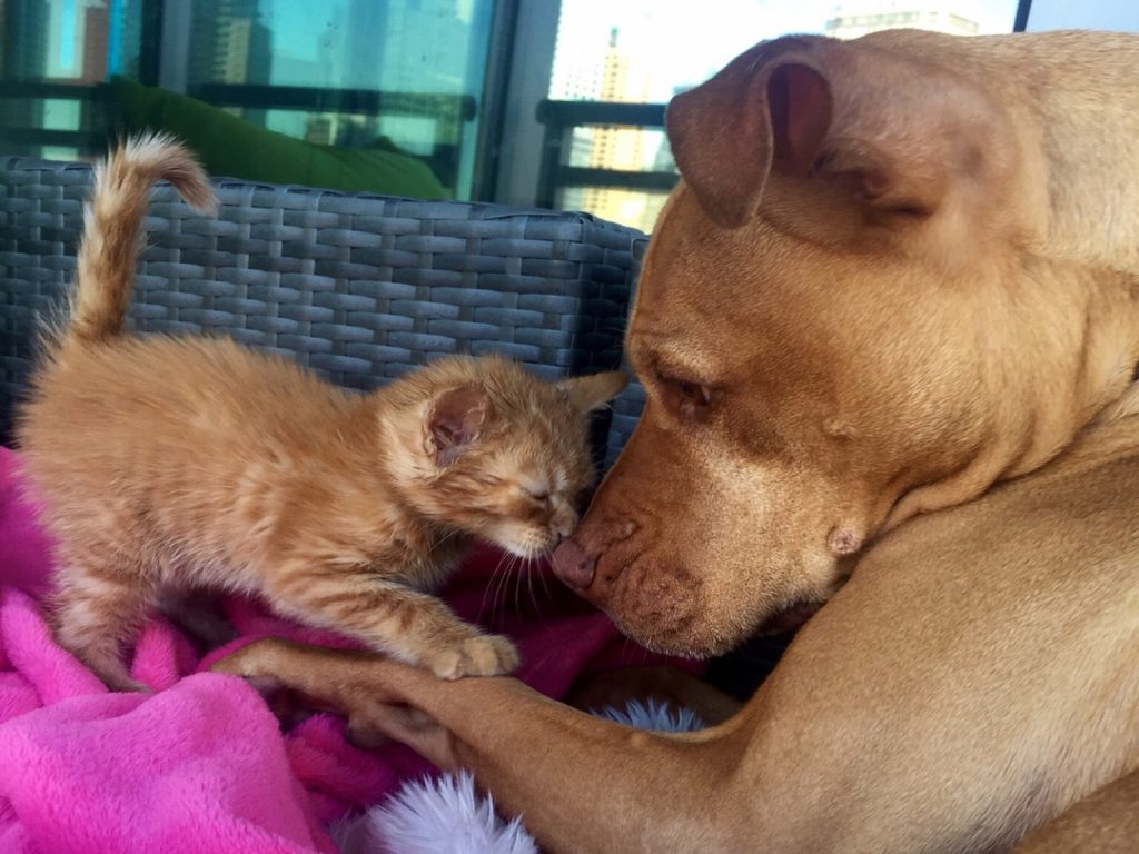 比特犬布巴是一隻貓癡狗狗（圖／IG@bubbalovesrue）