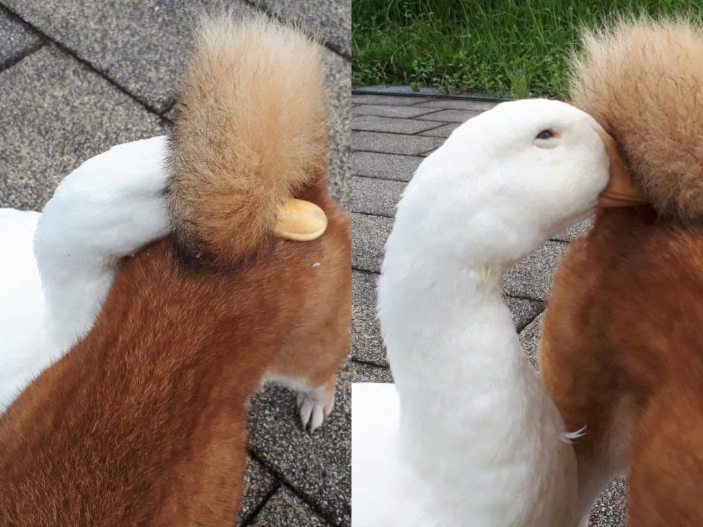 呵呵呵呵呵……吸起來好幸福喔～偶是不是到了天堂～ (圖/Twitter@mgmmd08010) 