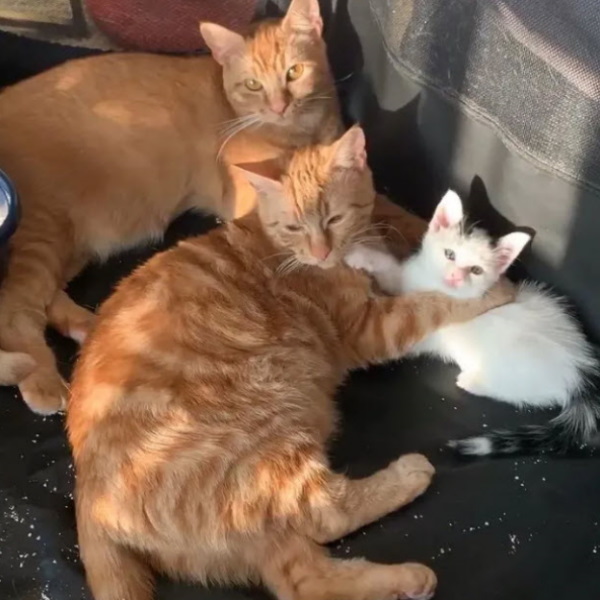橘橘兄弟超有愛　曾被退養仍彼此相依幫忙顧小貓！