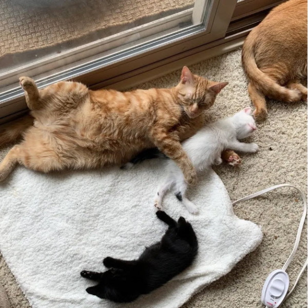橘橘兄弟超有愛　曾被退養仍彼此相依幫忙顧小貓！