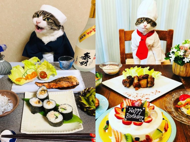 貓咪Maro經常扮演各國大廚，為大家介紹美味料理（圖／IG@rinne172）