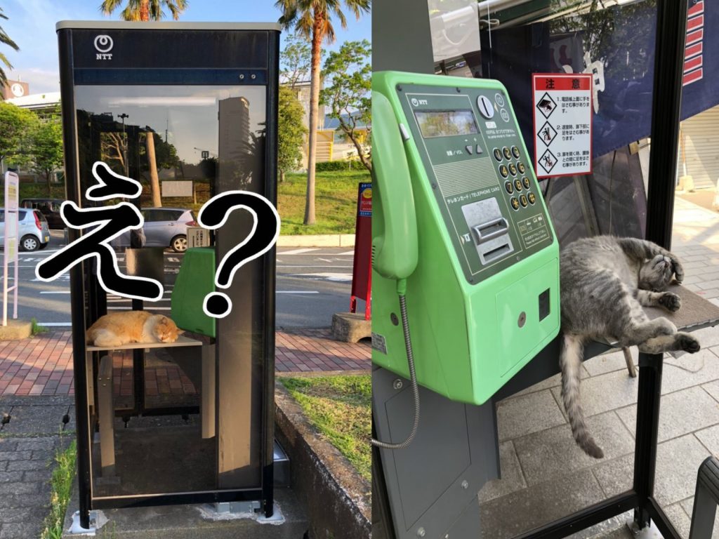 電話亭不只人類使用，連貓咪也愛用呢！（圖／twitter@Minniemouse_nnn、vividbuddha）