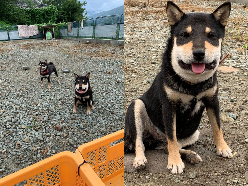 狗勾不只臉腫成國字臉，嘴角還掛著一絲晶瑩剔透的口水朝著主人癡癡笑著呢！ (圖/Twitter@yk08042)