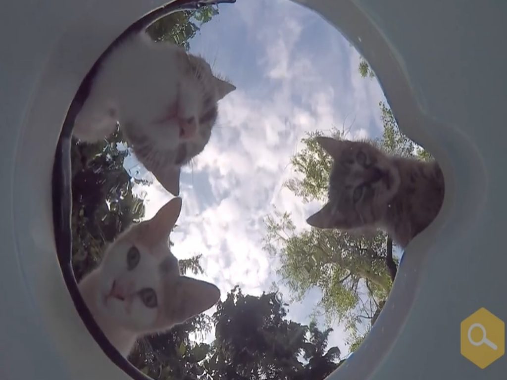 貓咪：這盆水好像有點不一樣？（圖／翻攝自FB@Kimyasal Pazarı）