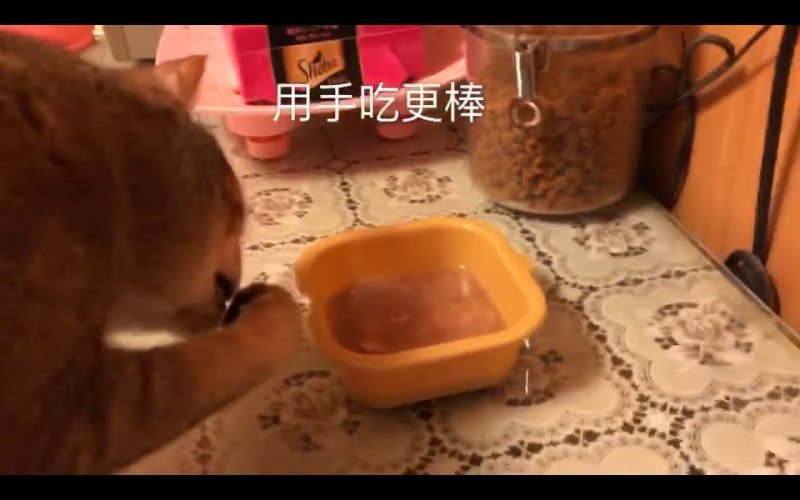 影／萌貓愛用手吃罐　聽到「阿嬤來了」立刻乖乖以口就碗！