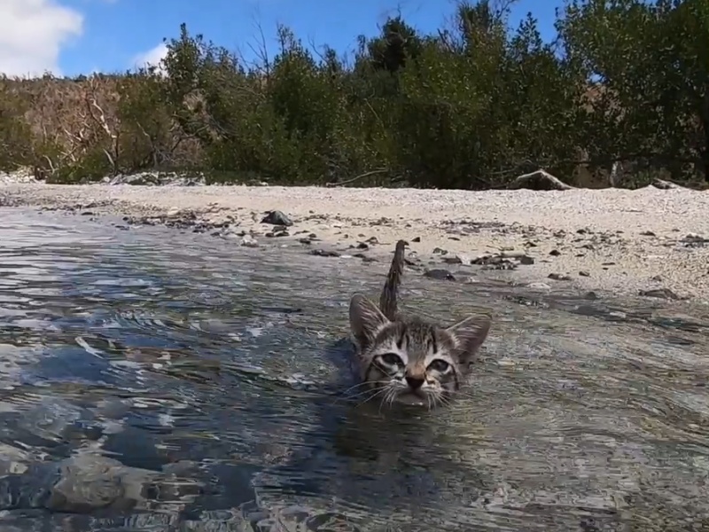 男子拯救枯瘦小虎斑　意外獲得熱衷旅遊的「愛水極品貓」！