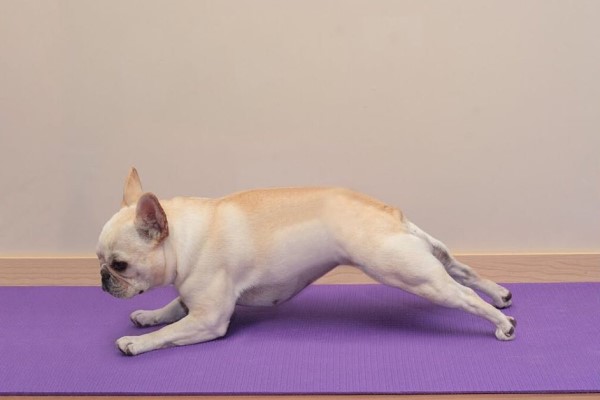 法鬥犬示範高難度瑜珈姿勢超標準　網：教科書沒牠專業！