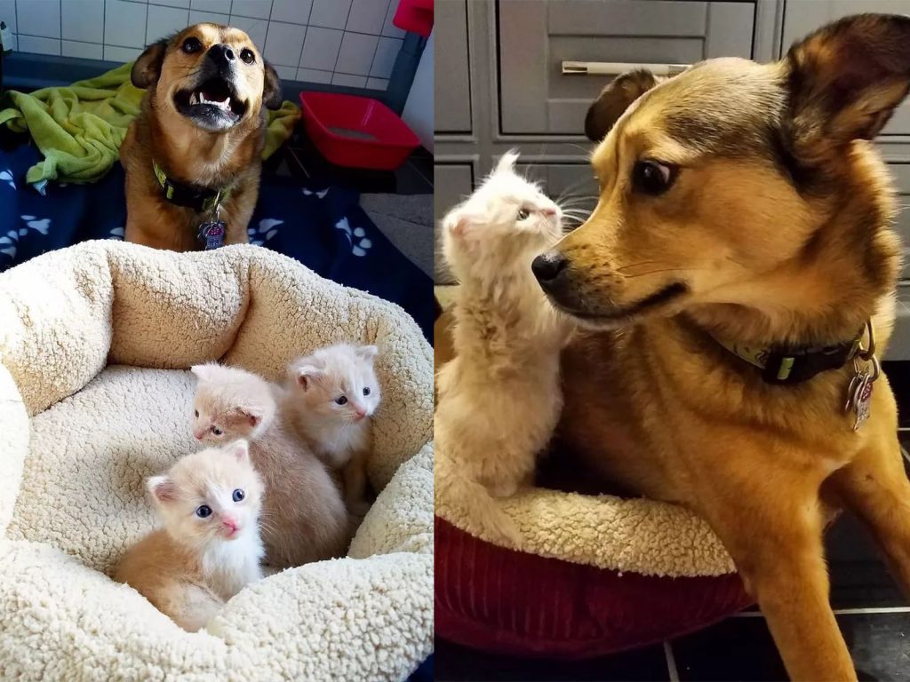 托寶就像是個溫柔的把拔，把小貓們當作是最心愛的寶寶在照顧。 (圖/victoria.at.air) 