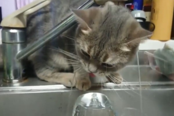 水咧？貓咪想喝水龍頭水　角度沒算好竟然直接變洗頭！