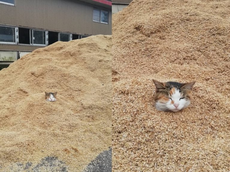 牧場裡驚見穀物堆埋「謎樣貓頭」　網笑：做沙浴的概念？
