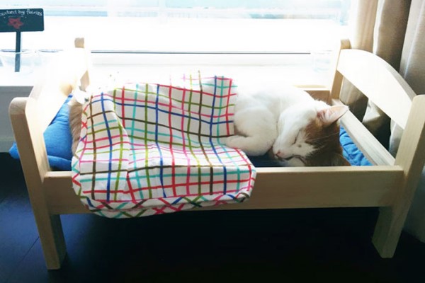 連鎖傢俱捐贈娃娃床給收容所　溫暖貓咪也增加領養率！