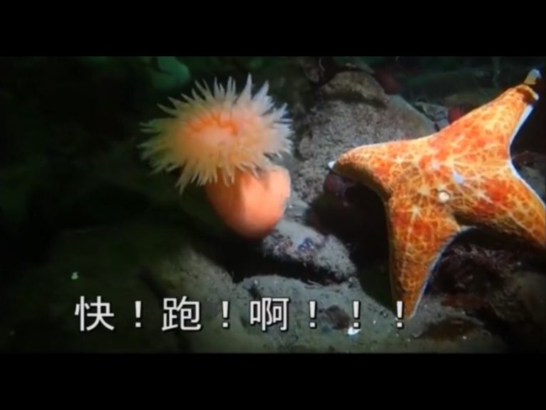 蝦米！是海星！怕爆！！(圖/Youtube@waymire5) 