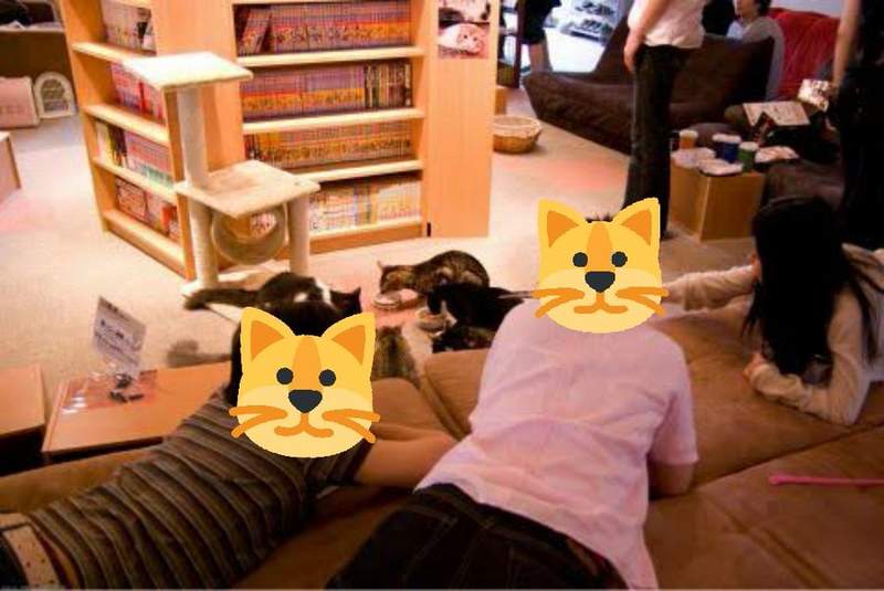 日本萌貓不限時陪客睡搞搞　「有貓的休息所」根本耍廢天堂！