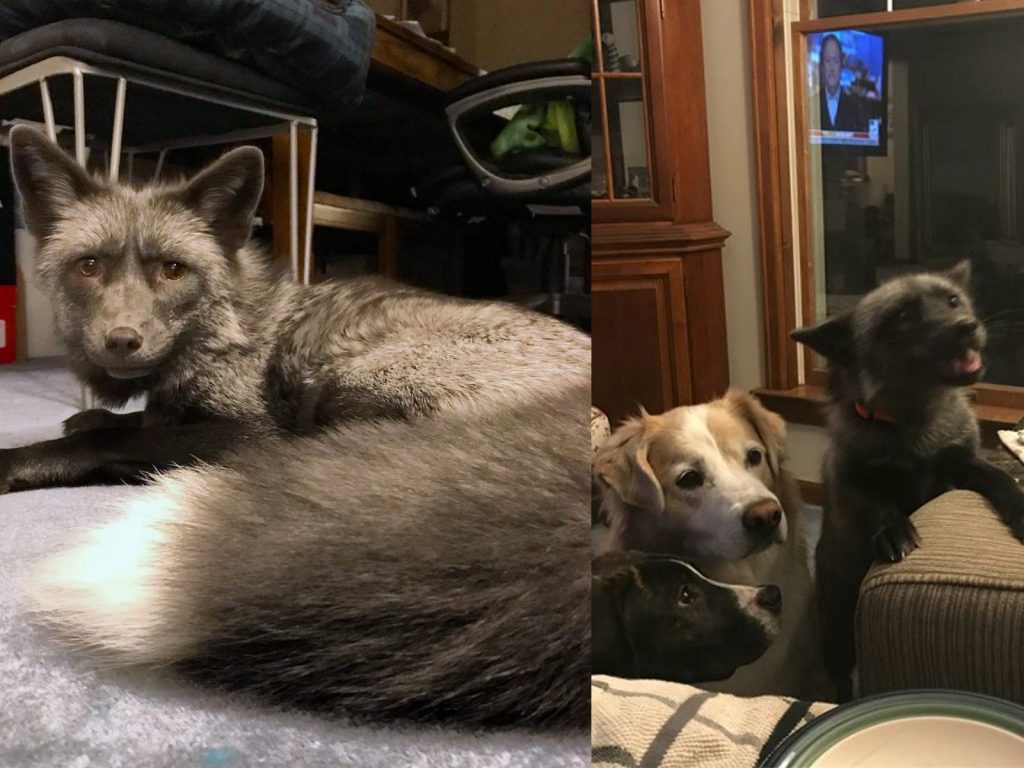 長大後阿克瑟爾的銀白色毛皮非常健康亮麗，讓牠看起來帥氣十足！ (圖/IG@our_fox_axel) 