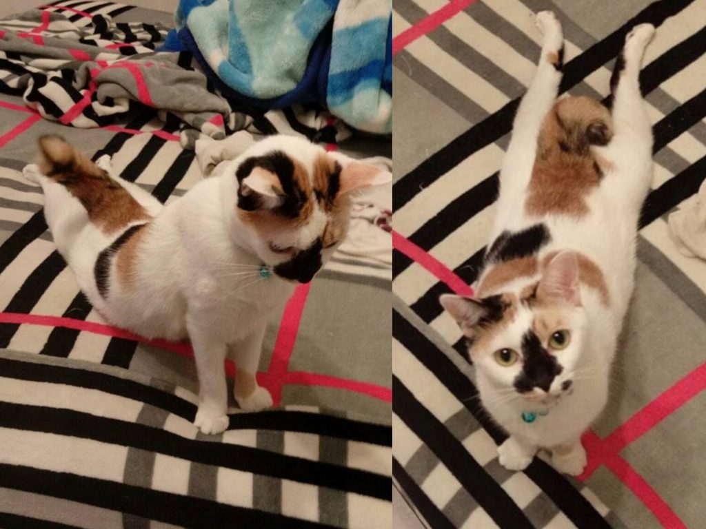 可愛的ㄚ洗從小自帶黑色妙鼻貼，平時的柔軟度就非常好，但就連顧山也想不到牠會做出這些讓人無法理解的動作。(圖/Facebook@顧山) 