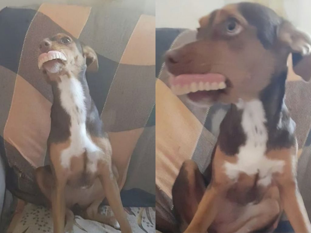 安娜說：「露娜帶著那一口暴牙坐在椅子上，還一度不想還給奶奶。」 (圖/Anna Carolina Lima) 